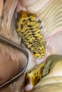 img-1441_orig