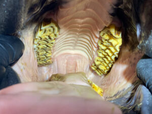 img-3199_orig